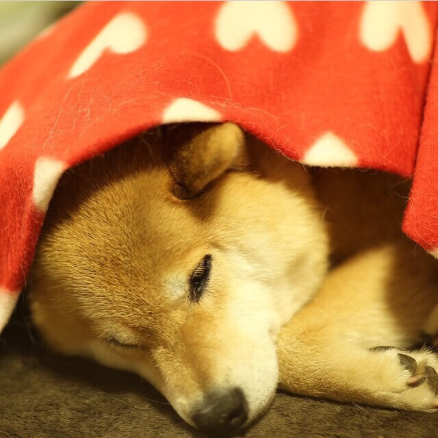 埃及队未来发展：加强国际友谊赛，积累比赛经验，埃及队员