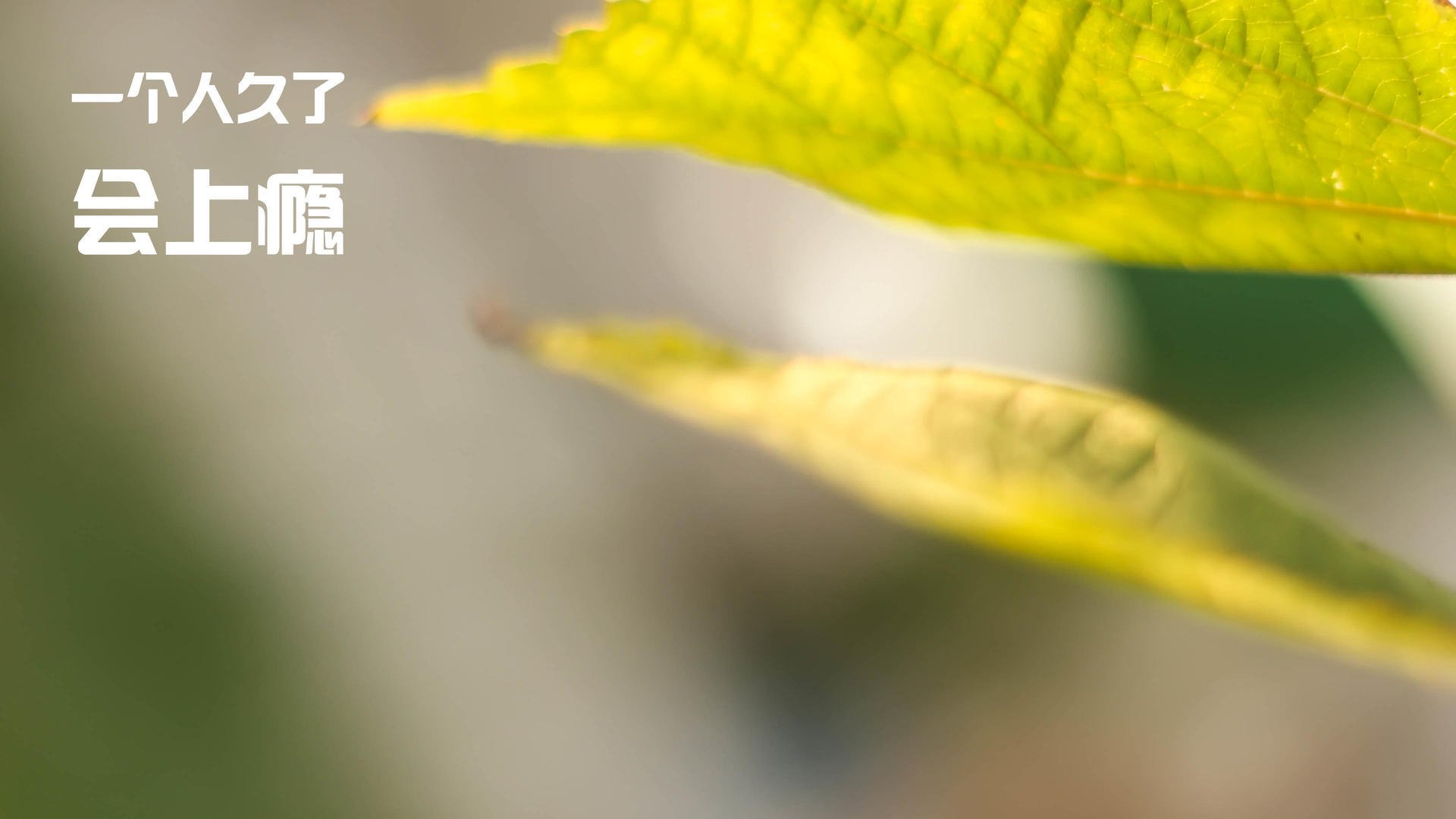 女队整体划频数据排名中上游，女队队员